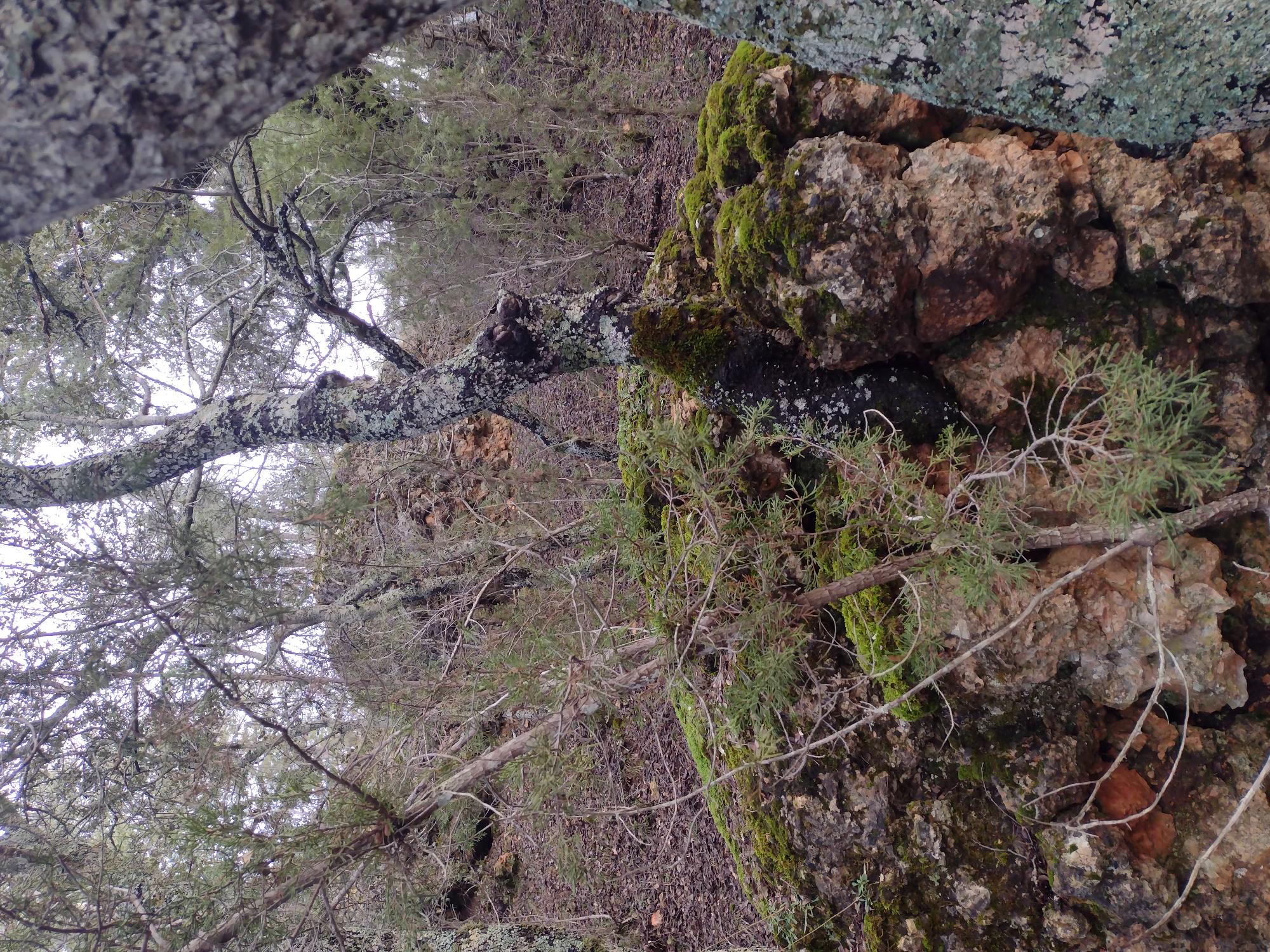 Encina de monte de solara