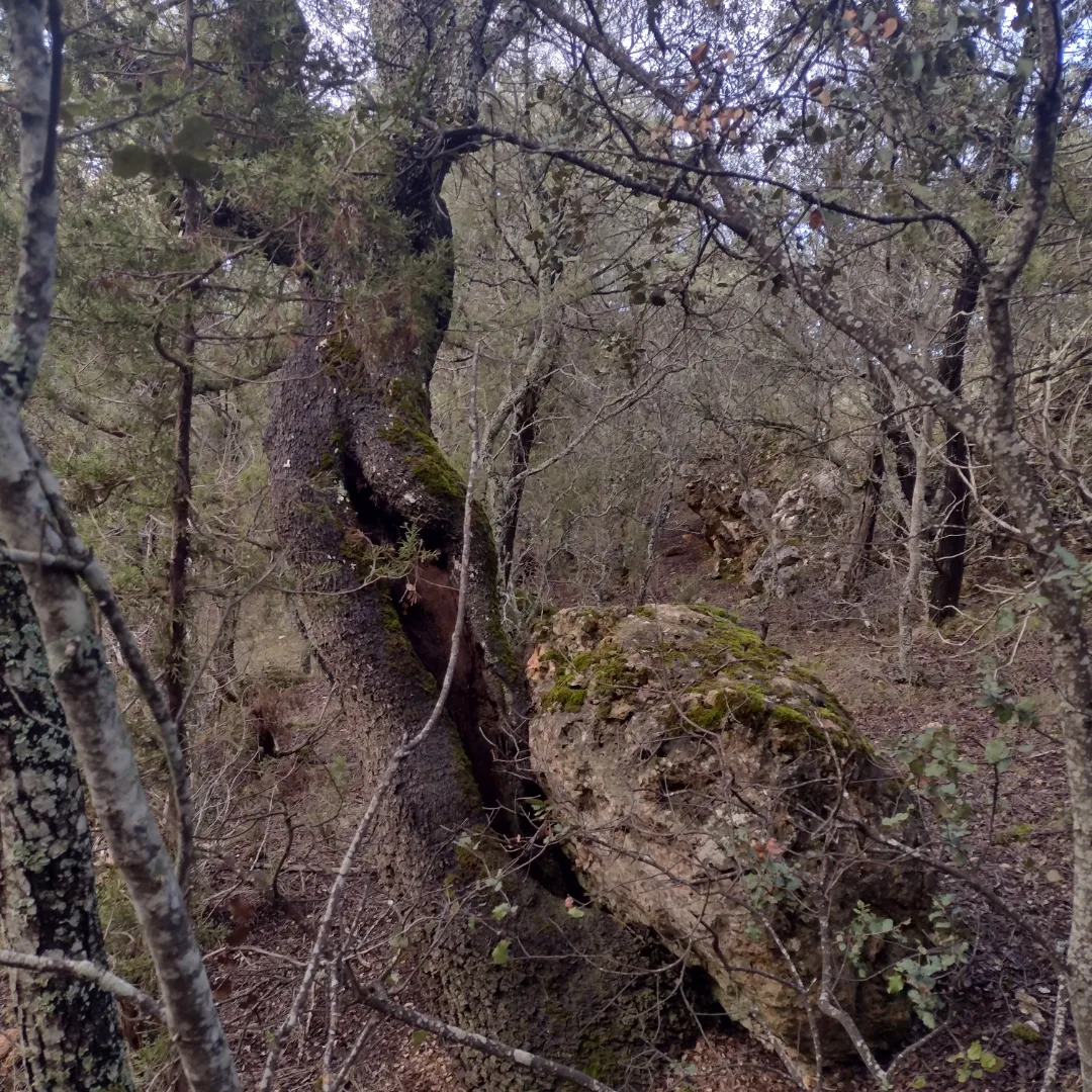 Encina monte de solarana