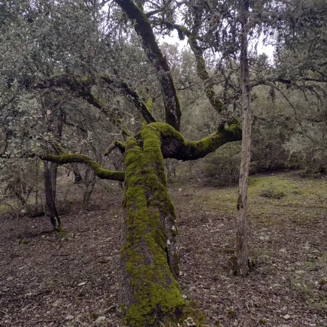 Encina monte de solarana
