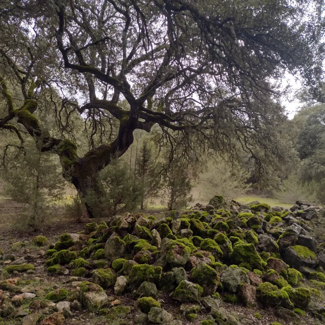 Encina monte de solarana